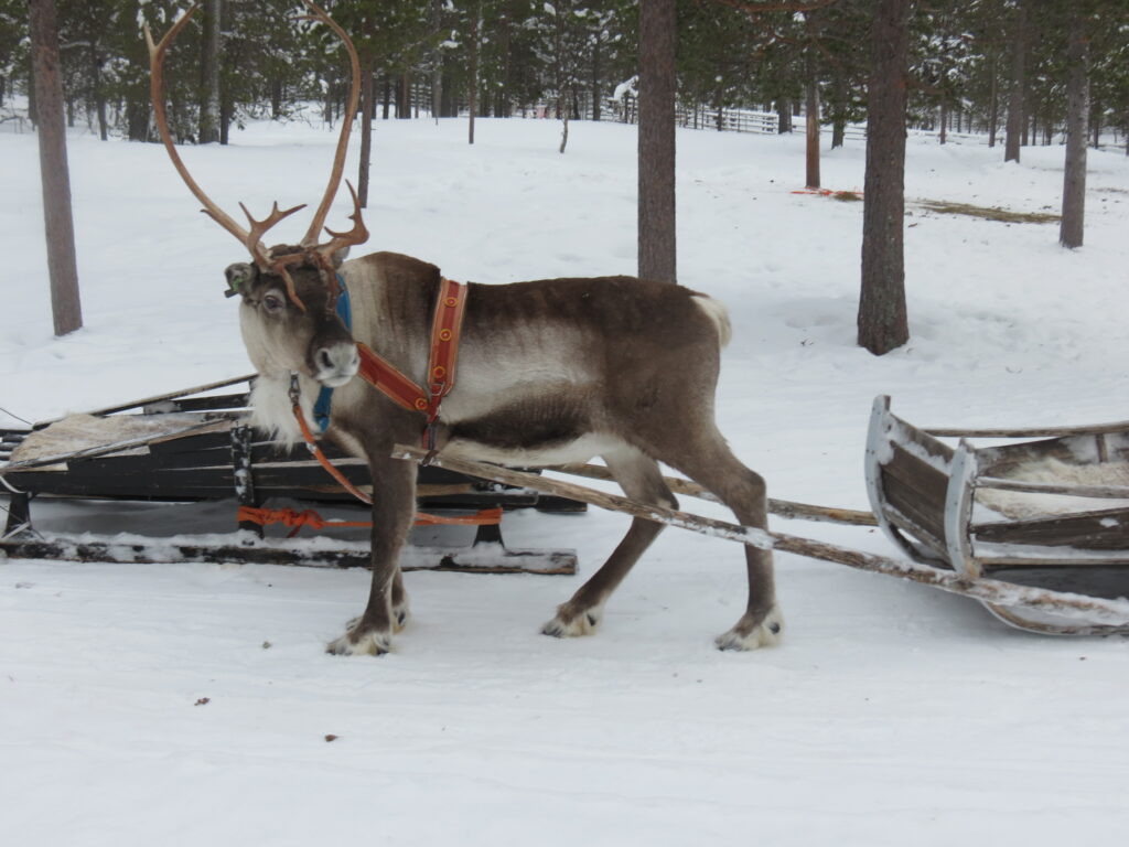 activiteiten Lapland winter